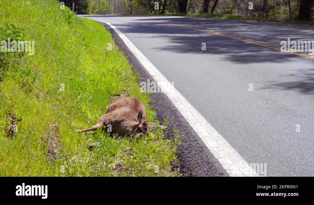 Deceased dead deer roadkill lying down in grass alongside long quiet