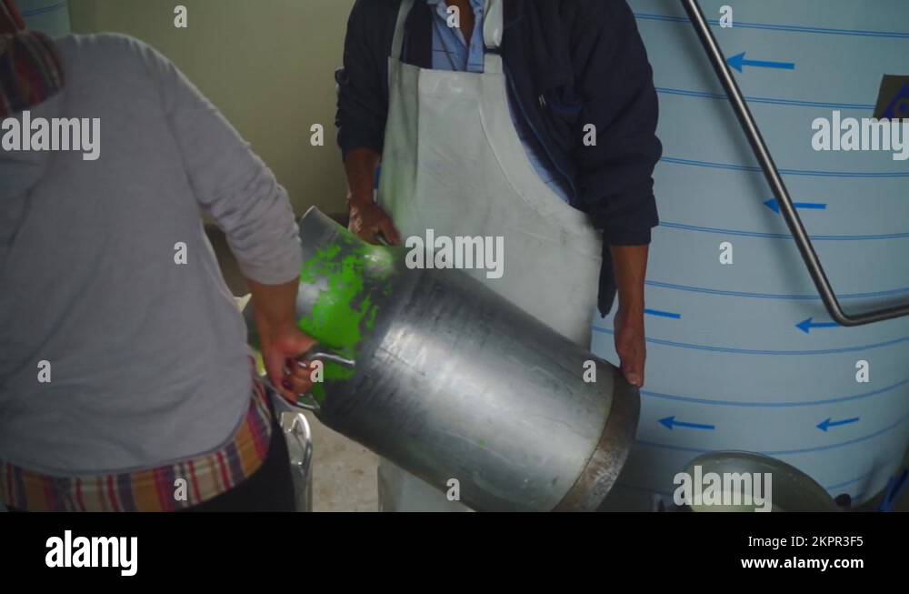 Workers pouring milk from can container for milk inside food factory