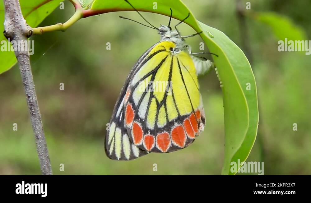 Green butterfly eggs Stock Videos & Footage HD and 4K Video Clips Alamy