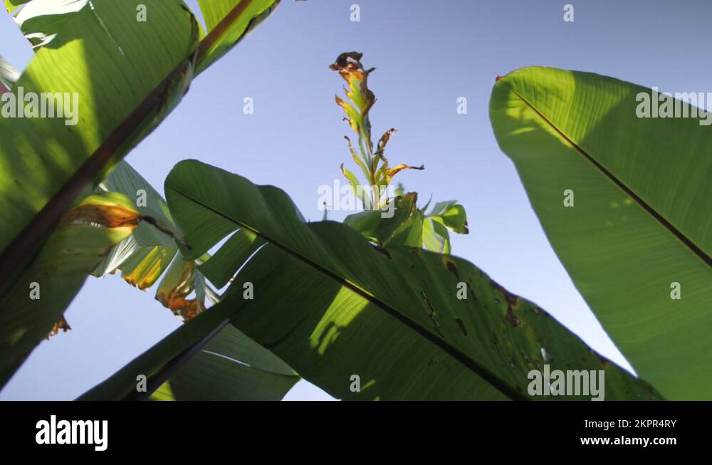Wind in the leaves of a banana tree, in Ethiopia Stock Video Footage ...