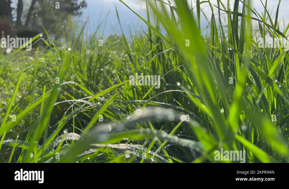 Water droplets on grass Stock Videos & Footage HD and 4K Video Clips