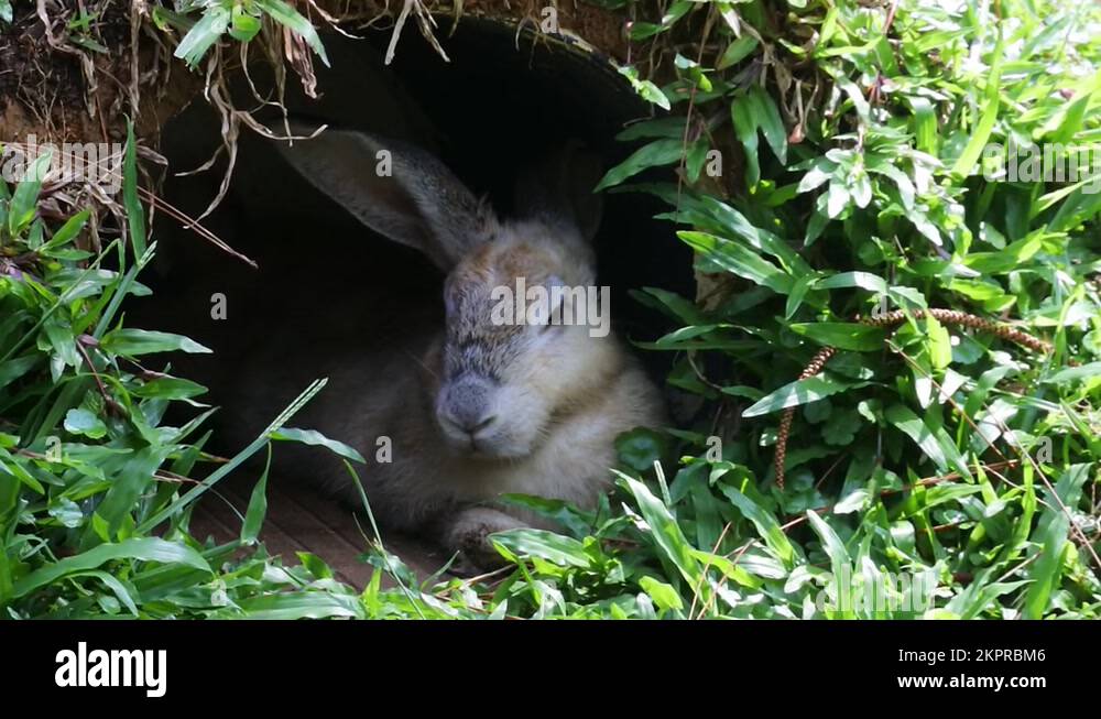 Rabbit hiding in grassy pit. Small, furry mammal with long ears, a ...