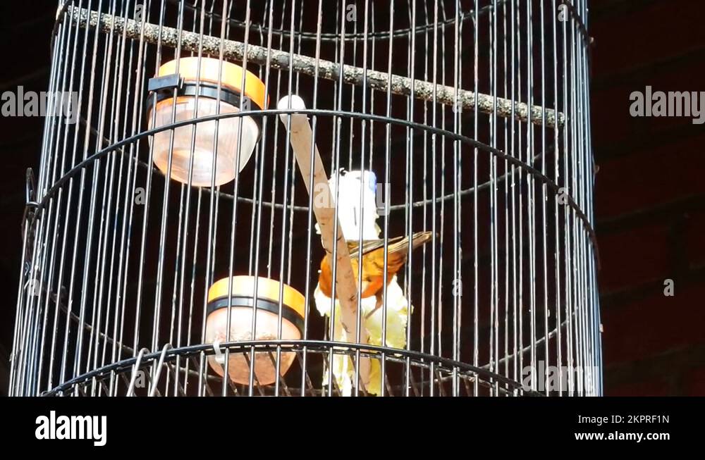 Canary birds cage Stock Videos & Footage - HD and 4K Video Clips - Alamy