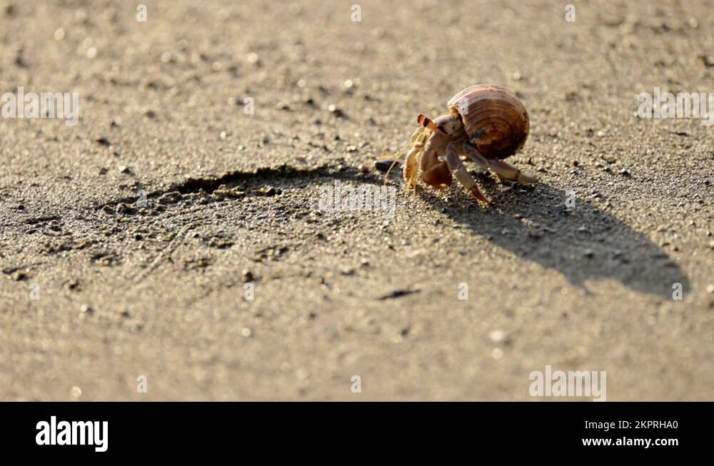 a hermit crab walking forwards and backwards at corcovado national park
