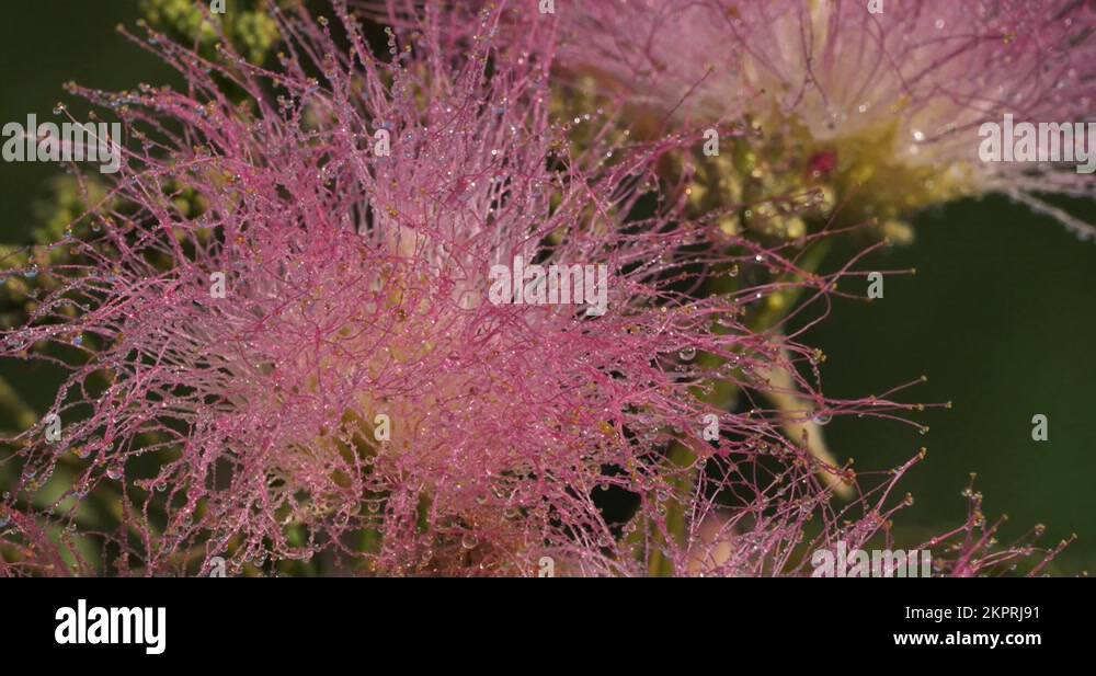 julibrissin also named Persian silk tree or pink silk tree
