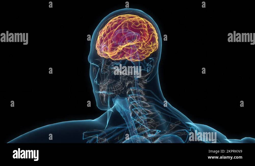 Male brain 3d hologram. 4k Clouse-up seamless looping Stock Video ...