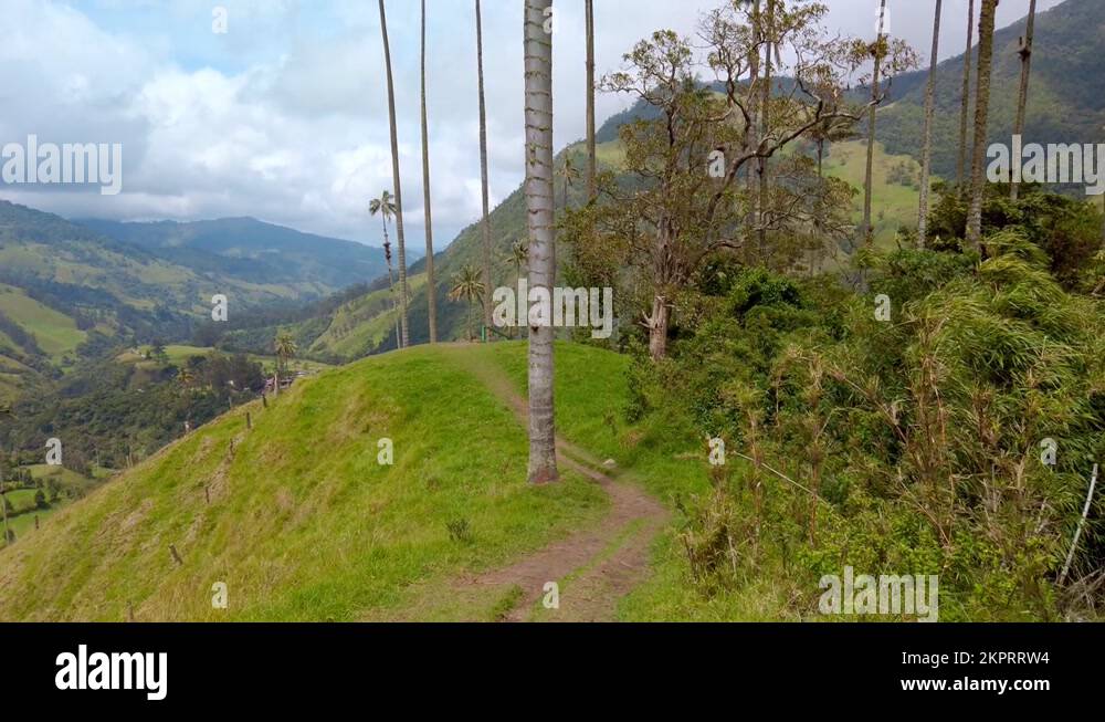 Worlds tallest palm tree Stock Videos & Footage HD and 4K Video Clips