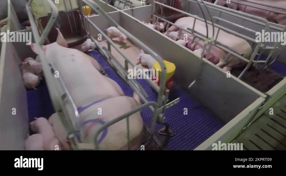 Pig production process Stock Videos & Footage - HD and 4K Video Clips ...