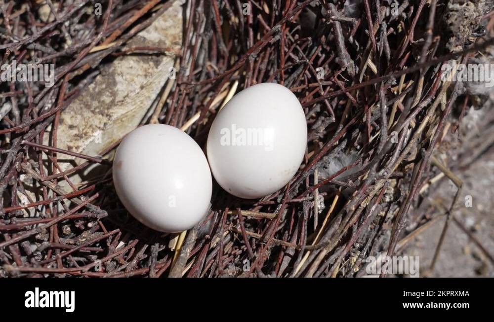 Two real white eggs of doves (pigeons) birds laying inside of their