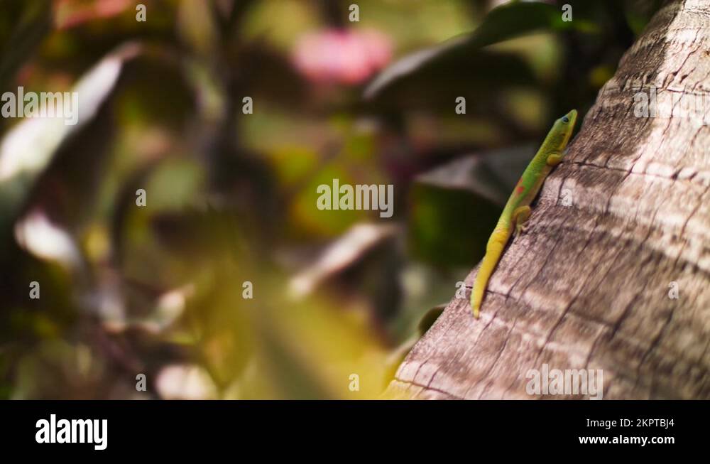 The infamous Hawaiian Green Gecco! Filmed in 4k at 60 frames per second