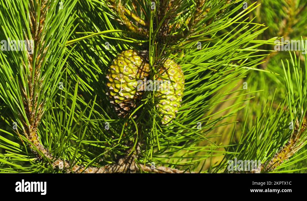 Green pine cones Stock Videos & Footage - HD and 4K Video Clips - Alamy