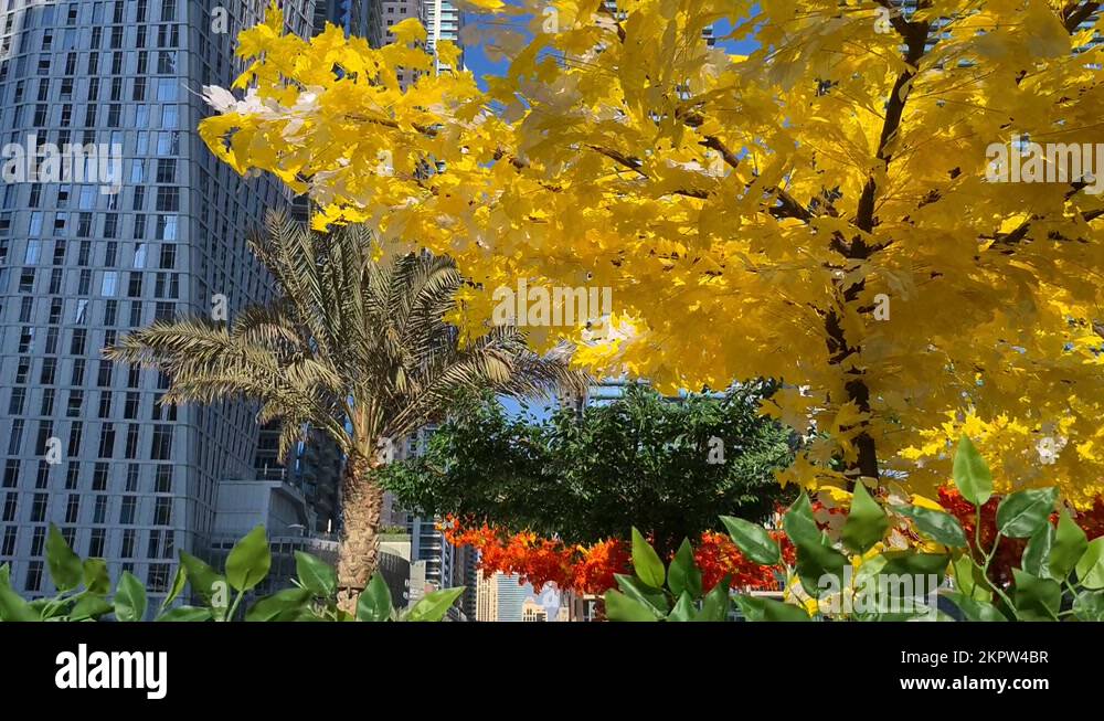 Dubai Marina UAE, Fake Plants and Artificial Tree With Yellow Leaves on