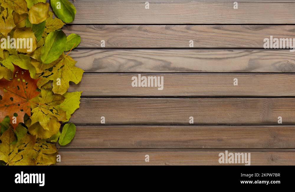 Green colour leaves Stock Videos & Footage HD and 4K Video Clips Alamy