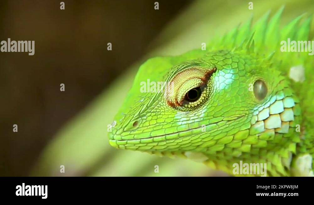 Fauna of south asia Stock Videos & Footage - HD and 4K Video Clips - Alamy