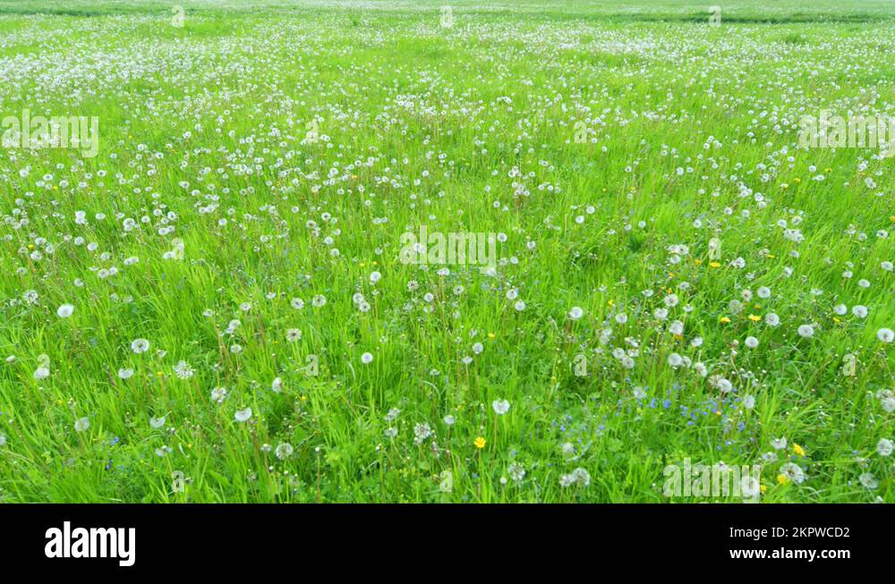 Green grass lawn wild flowers Stock Videos & Footage - HD and 4K Video ...