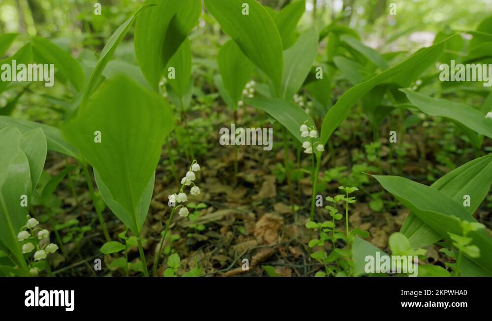 Lilies Of The Valley In The Forest The Wind Shakes. Convallaria Majalis ...