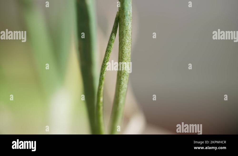 Onion leaves with dark, light painful spots. Pests affect crops, plant