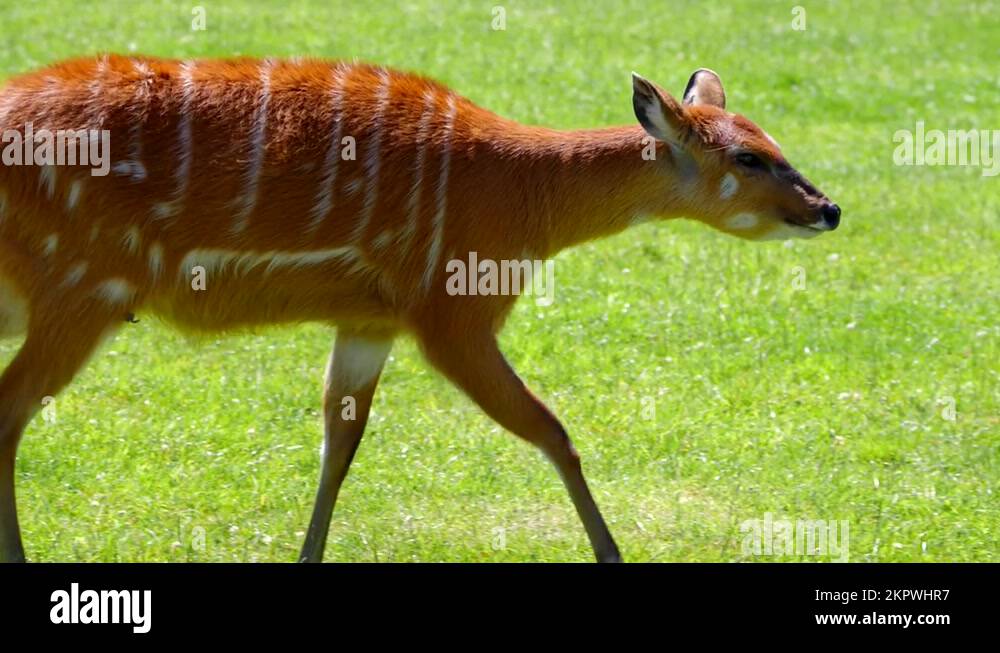 Female West African Sitatunga Walking, 4K Cinematic Wildlife Stock ...