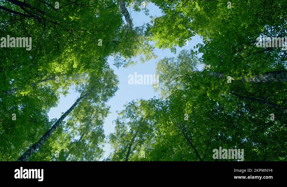 Tree canopy nature background Stock Videos & Footage HD and 4K Video