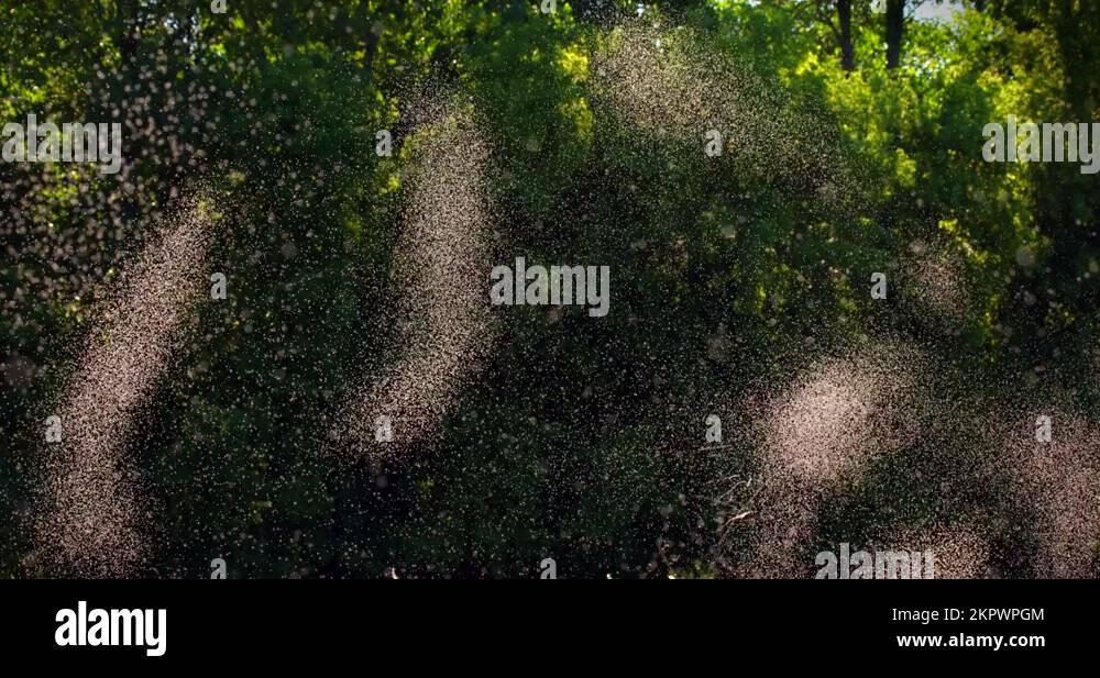 Unwanted insects Stock Videos & Footage - HD and 4K Video Clips - Alamy