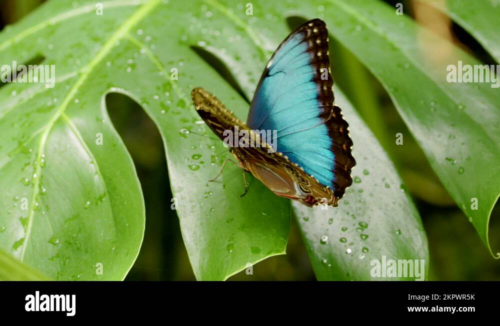 Adult opening wings Stock Videos & Footage HD and 4K Video Clips Alamy