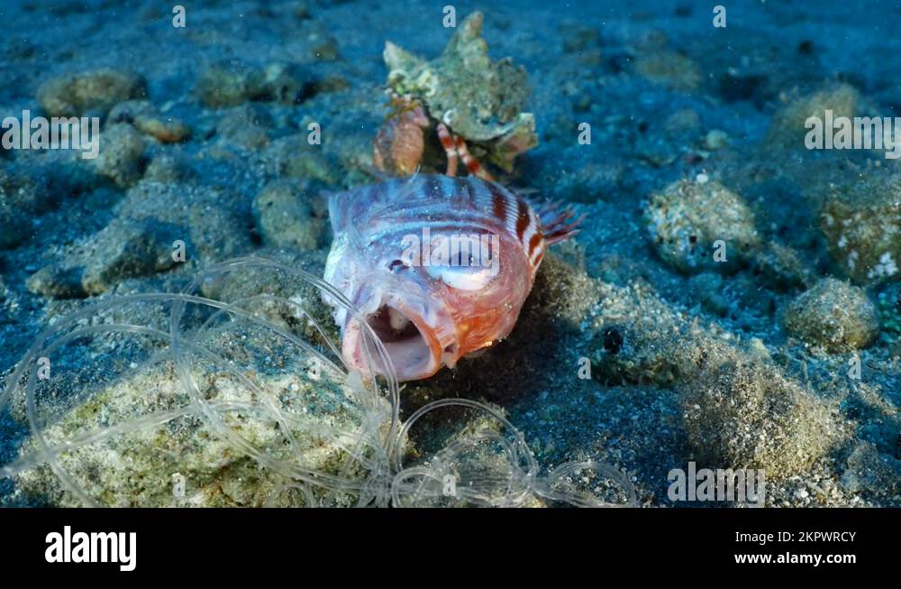 hermit crab eating fish on fishing line ghost hunting ocean pollution