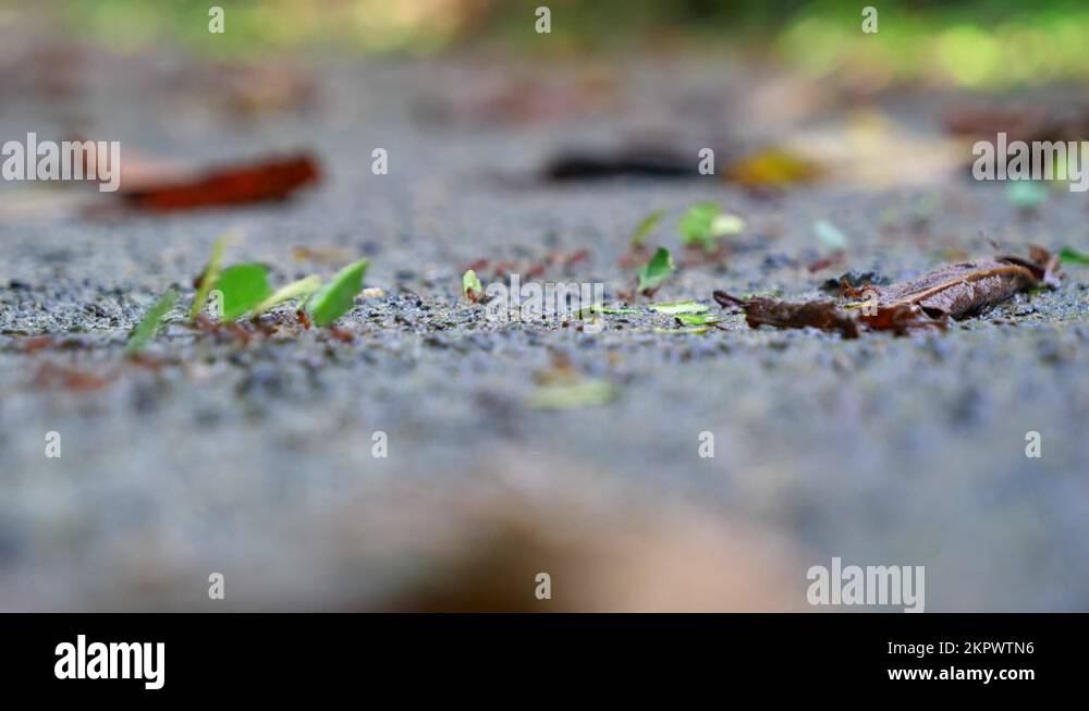 Focus shot, an army of ants marching carrying their food on soil coast ... Biology Diagrams