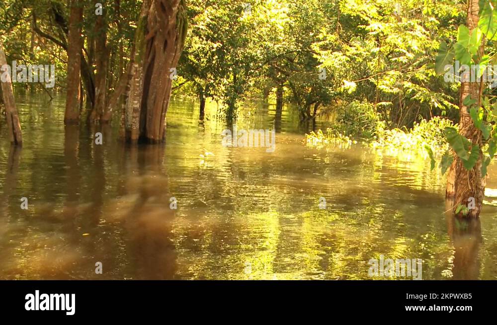 The golden sunset sky reflects off the water of the Amazon Rainforest