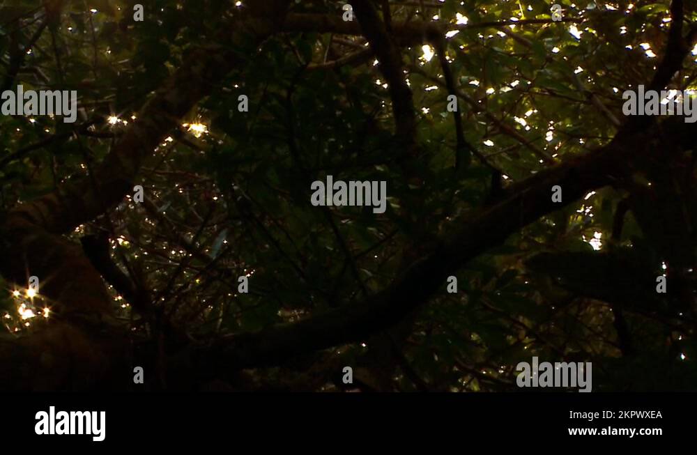 Golden sunlight filtered through the treetops