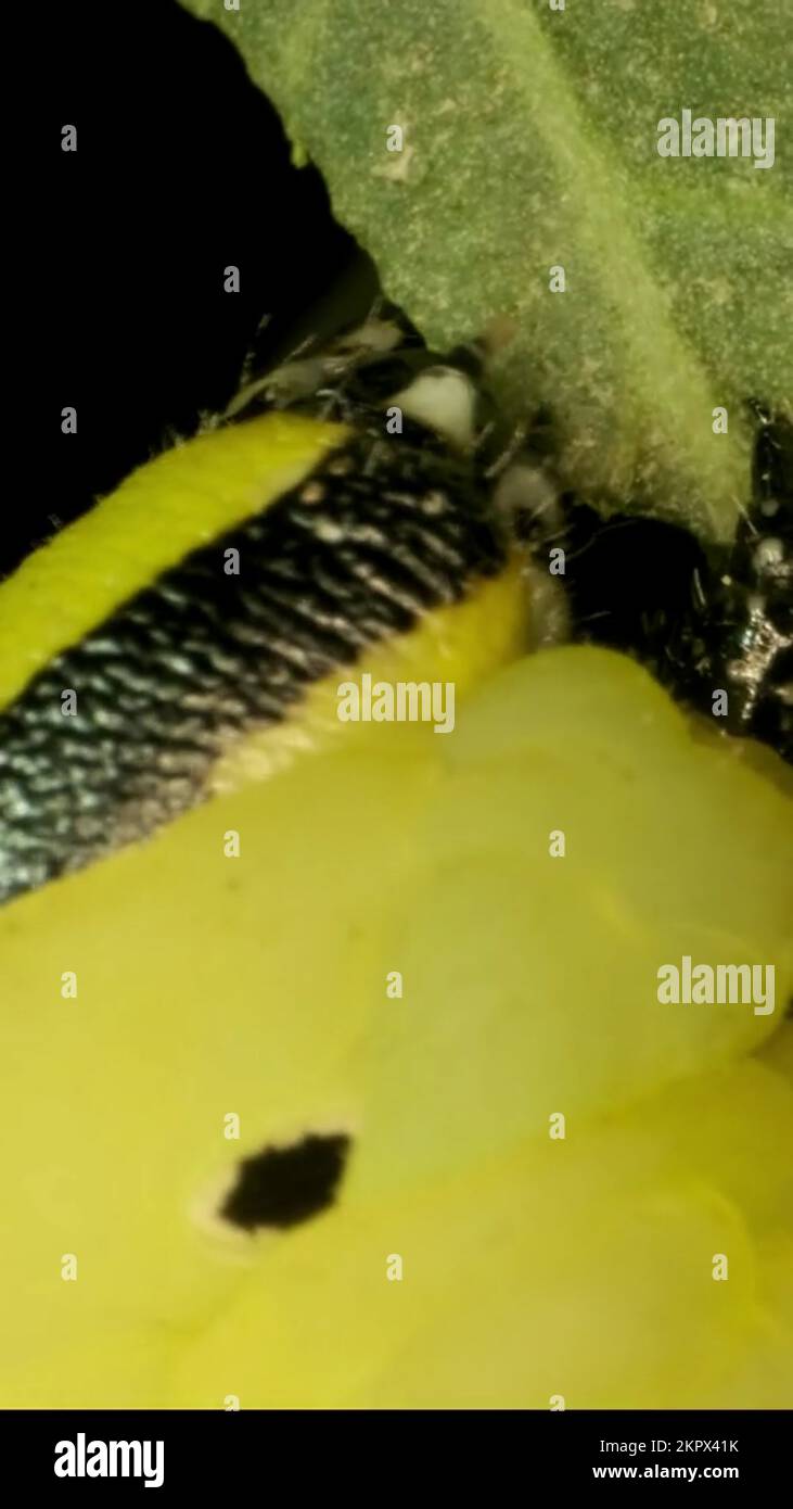 VERTICAL VIDEO Сloseup of Larva (caterpillar) of butterfly Death's