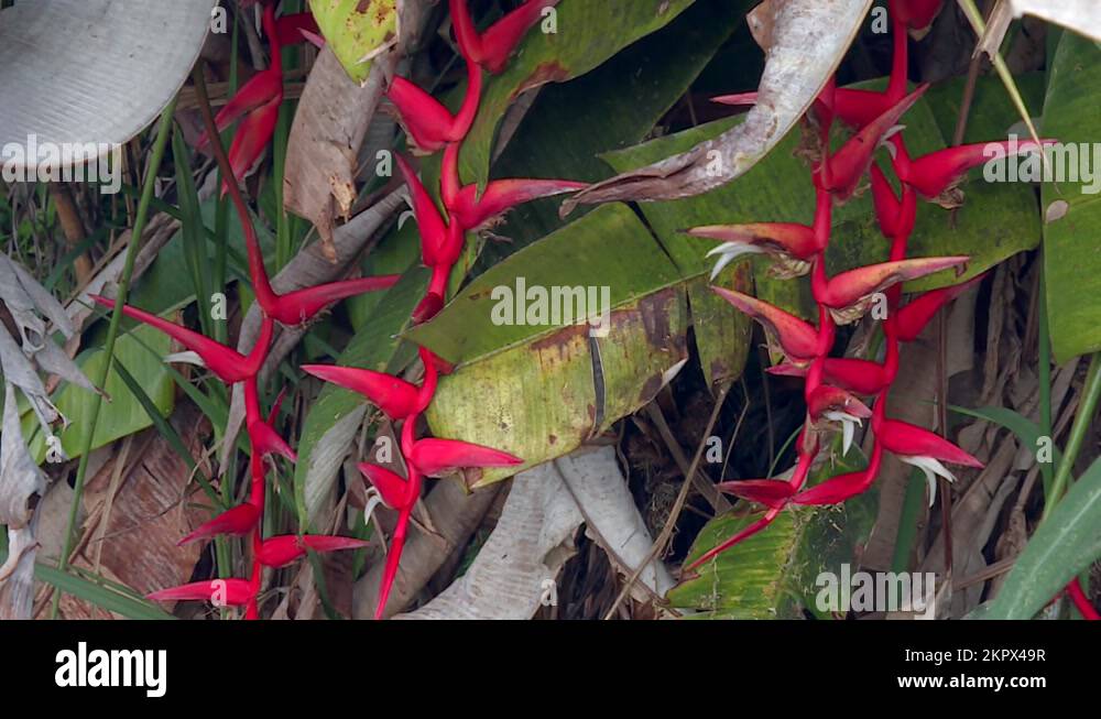 Lobster claws Stock Videos & Footage HD and 4K Video Clips Alamy