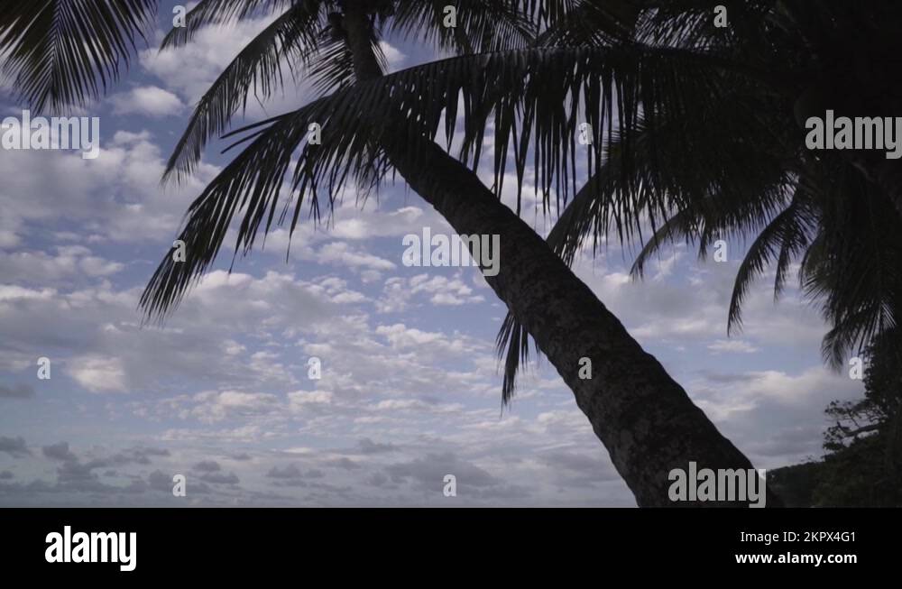Palm trees with sky backdrop at a beachfront property in the Cap