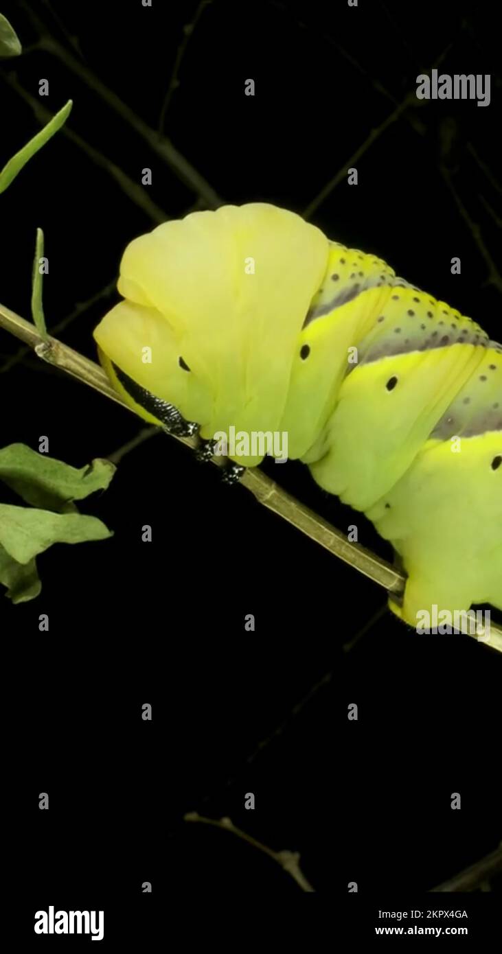 VERTICAL VIDEO Сloseup of Larva (caterpillar) of butterfly Death's