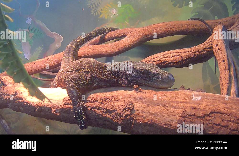 Predator of lizards Stock Videos & Footage - HD and 4K Video Clips - Alamy