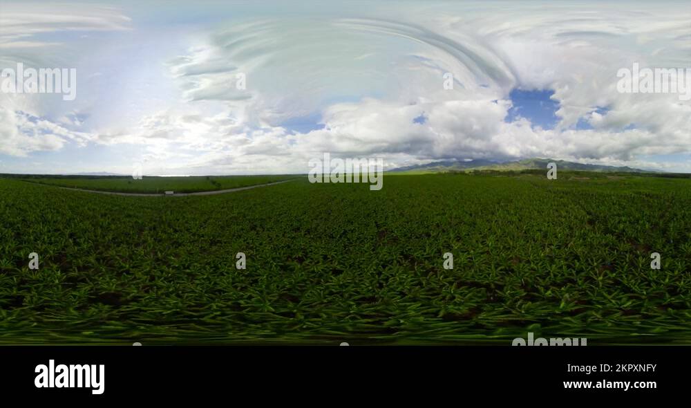Banana plantations on the island of Mindanao, Philippines. 360Degree