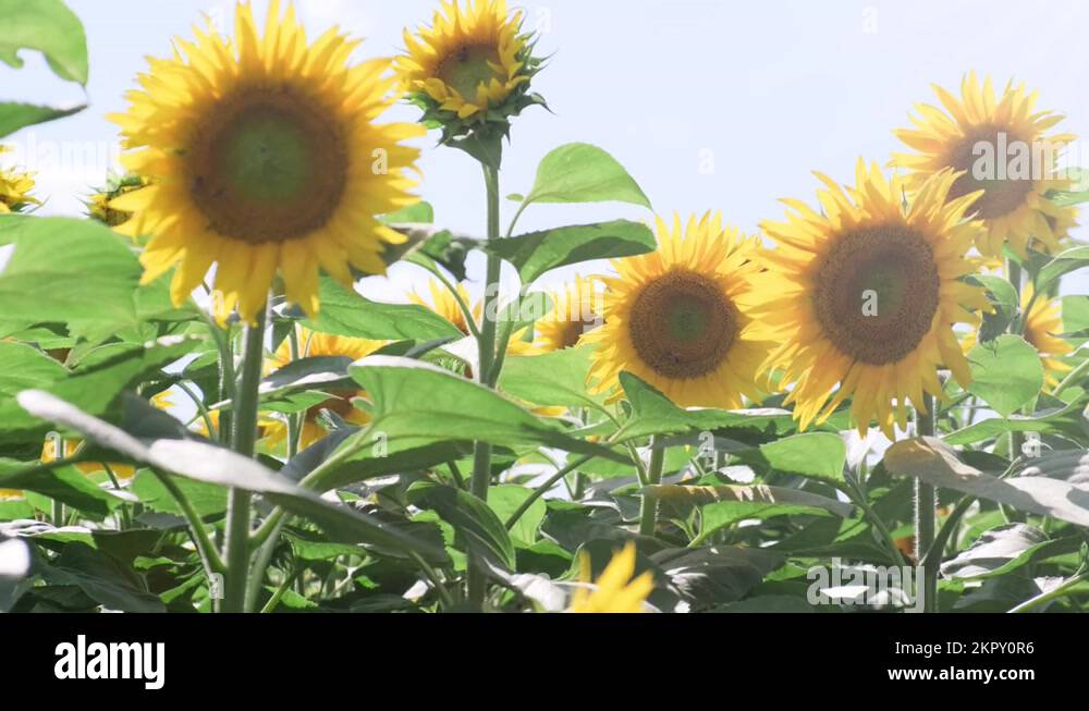 Plantation of the sunflowers with nutritious seeds for sunflower oil