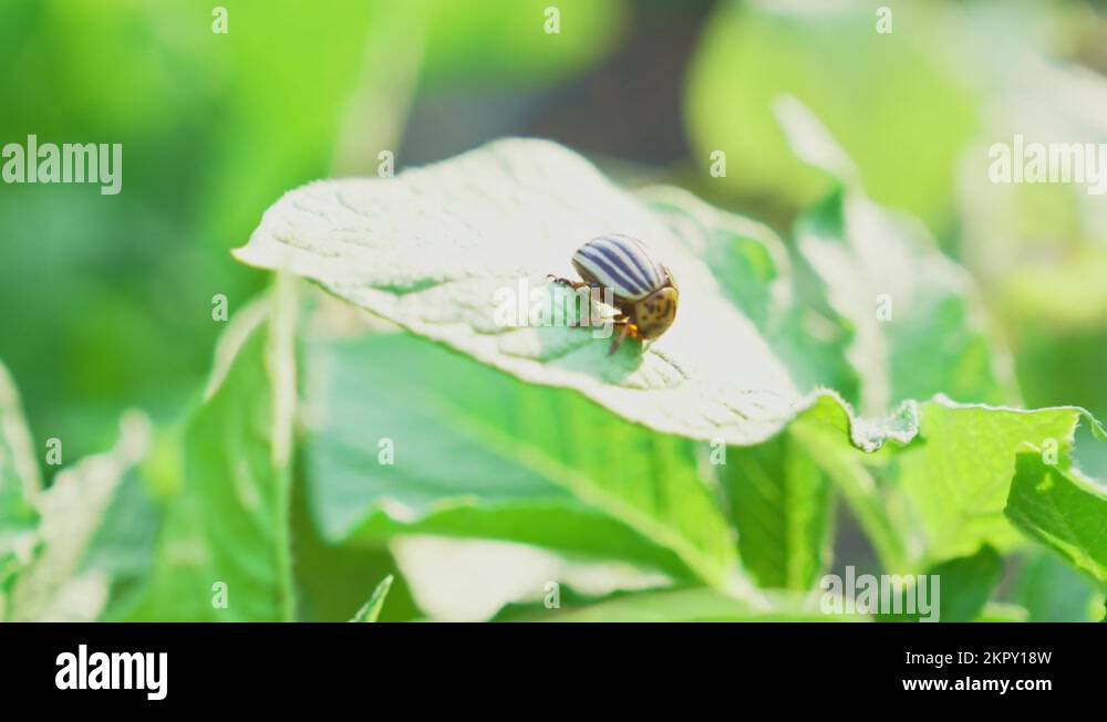 Colorado beetles on potato leaves. control of harmful insects Stock Video Footage Alamy