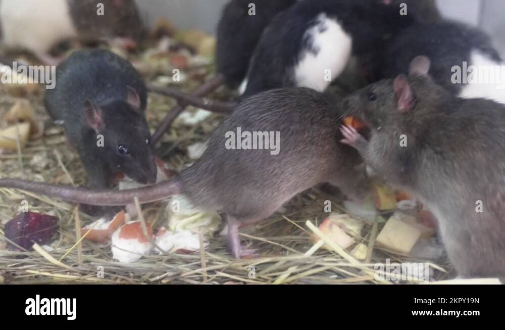 rats and mice in a terrarium. aquarium for rodents Stock Video Footage Alamy