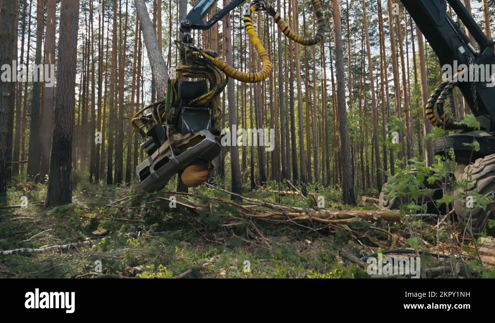 Harvester Machine Using Industrial Crane To Process Tree Into Lumber
