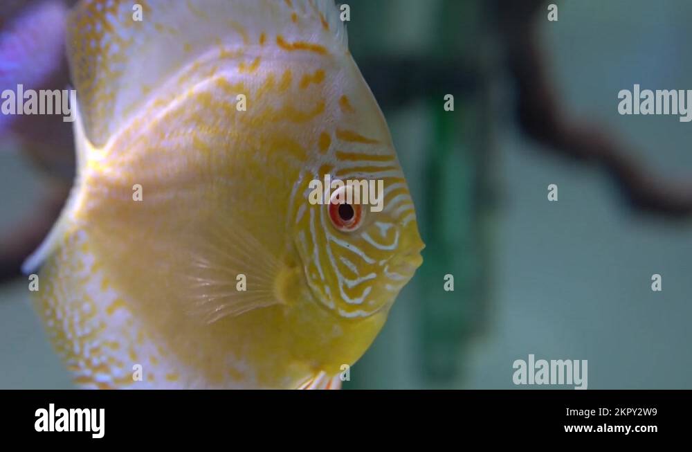 Beautiful albino Discus cichlid fish Stock Video Footage Alamy