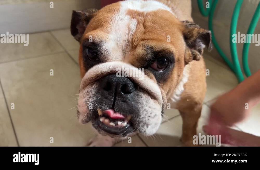 Wrinkly face Stock Videos & Footage - HD and 4K Video Clips - Alamy