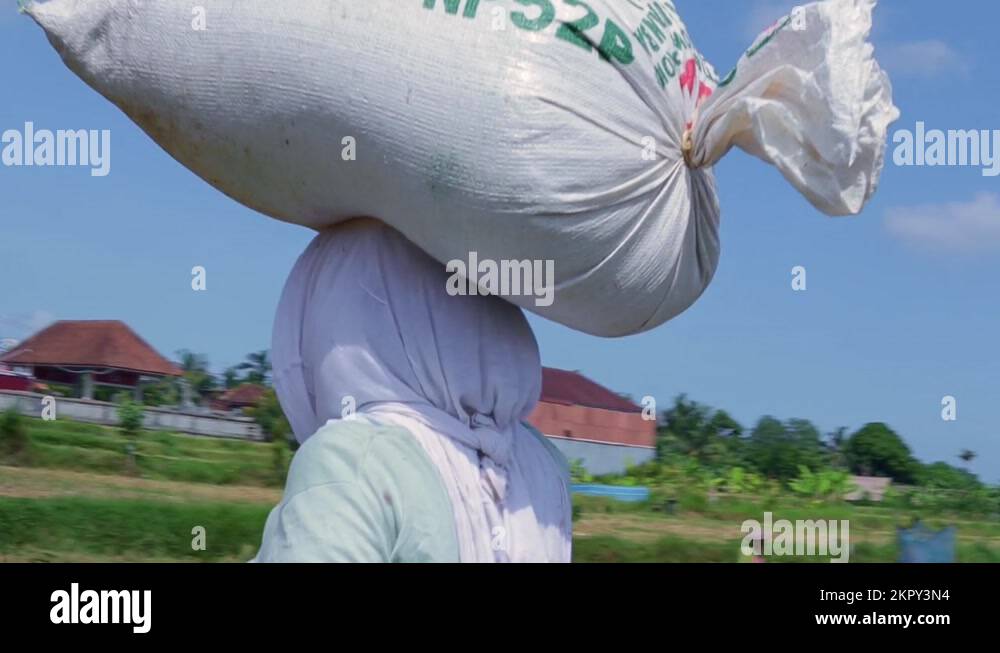 Carrying rice sack on head Stock Videos & Footage HD and 4K Video