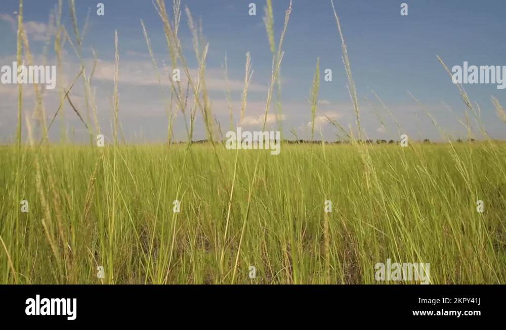 Wildgame Stock Videos & Footage HD and 4K Video Clips Alamy