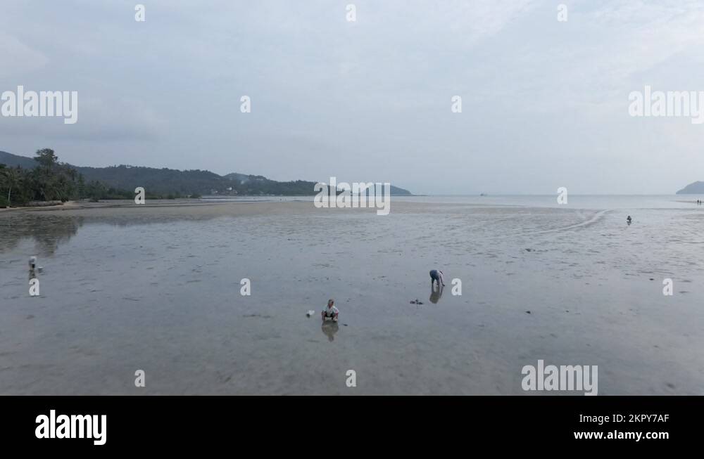 Locals Picking Up Clams At The Beach During Low Tide In Koh Phangan