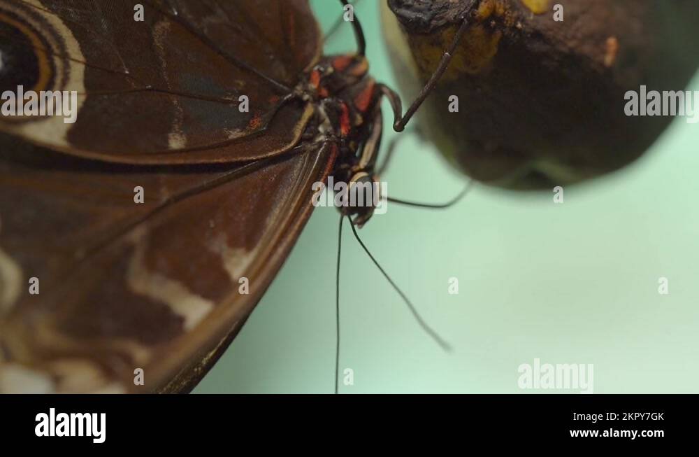 Butterfly eating banana Stock Videos & Footage HD and 4K Video Clips Alamy