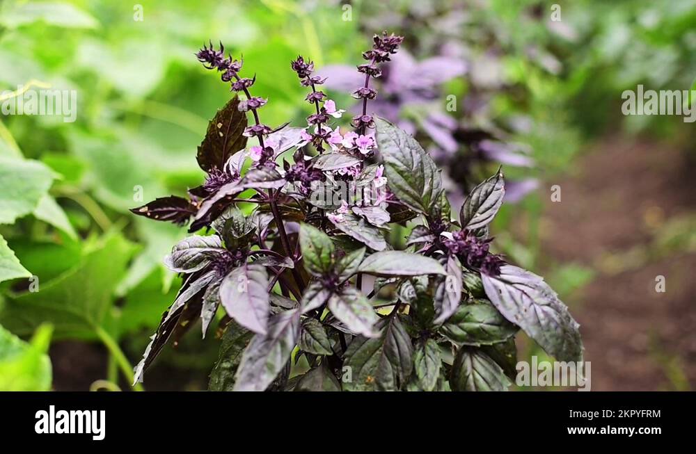 Basil on garden bed. Purple basil bush grows outside in garden. Crop