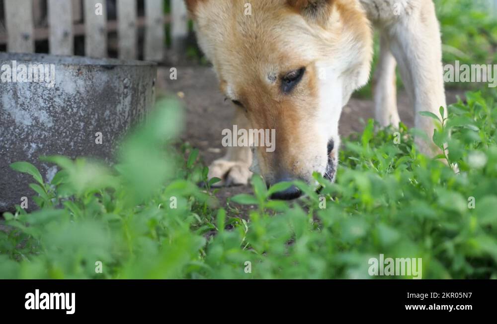 Dog eats bones against white fence and doghouse closeup Stock Video
