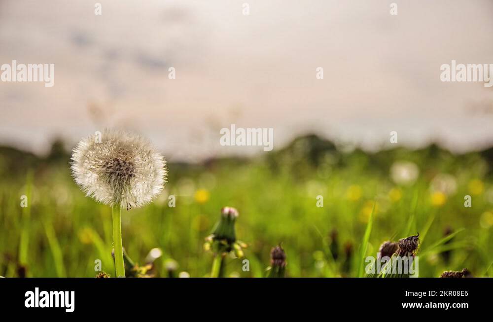 Flower germination Stock Videos & Footage HD and 4K Video Clips Alamy