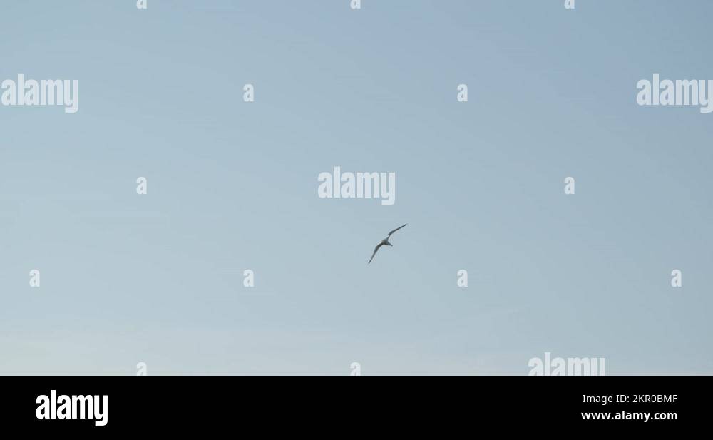 Bird soaring Stock Videos & Footage - HD and 4K Video Clips - Alamy