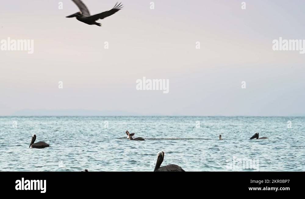 Costa Rica Birds and Wildlife, Brown Pelicans (pelecanus occidentalis